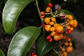   Fruits, seeds:     Emmenosperma alphitonioides ; Photo by M. Fagg, Atlas of Living Australia, ala.org.au
